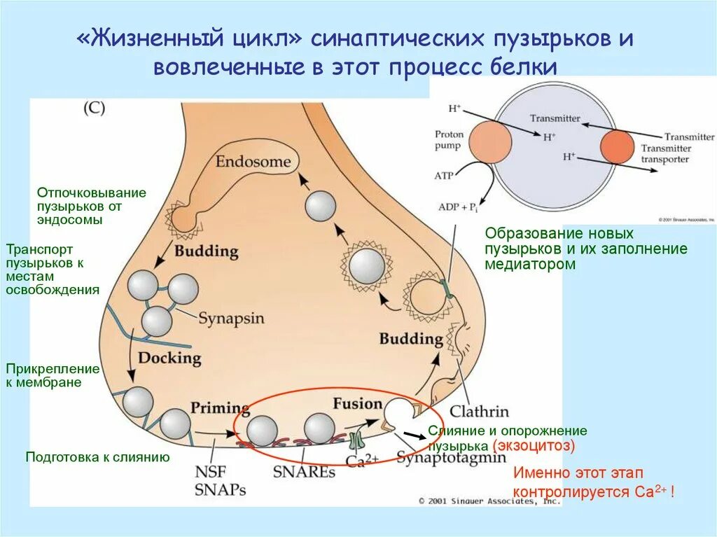 Синаптические пузырьки. Цикл нейромедиатора. Этапы жизненного цикла медиатора. Жизненный цикл нейромедиатора. Образование синаптических пузырьков.