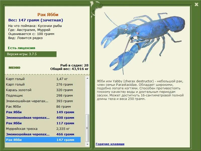 речные рачки. Cherax destructor yabby в природе. регенерация членистоногих. 23. какие бывают размеры раков?.