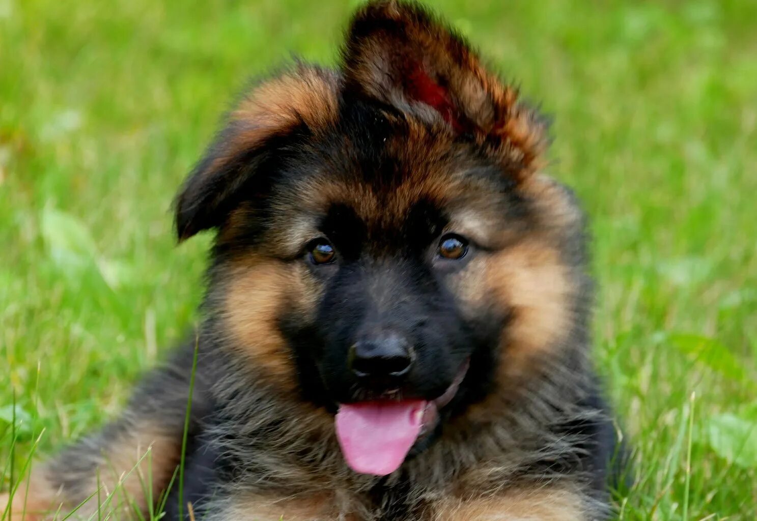 Немецкая овчарка длинношерстная щенки. Немецкая овчарка длинношерстная щенки. Длинношерстная овчарка щенок. Длинношерстная овчарка щенок. Длинношерстный чепрачный кобель немецкой овчарки.