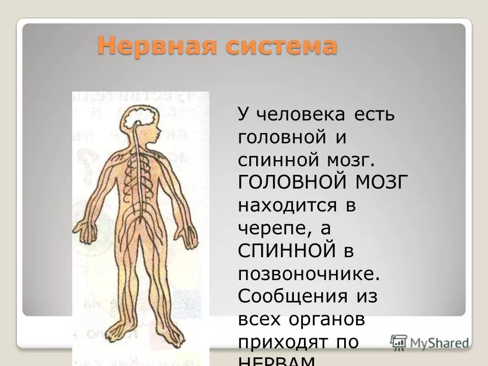 Для чего нужна нервная система. Нервная система. Система органов человека нервная система. Сообщение на тему нервная система человека. Системы органов человека окружающий мир.