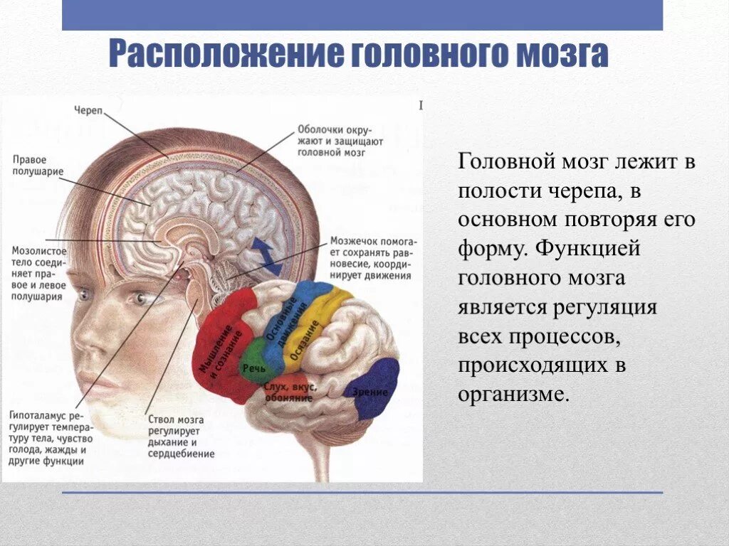 Головной мозг находится в