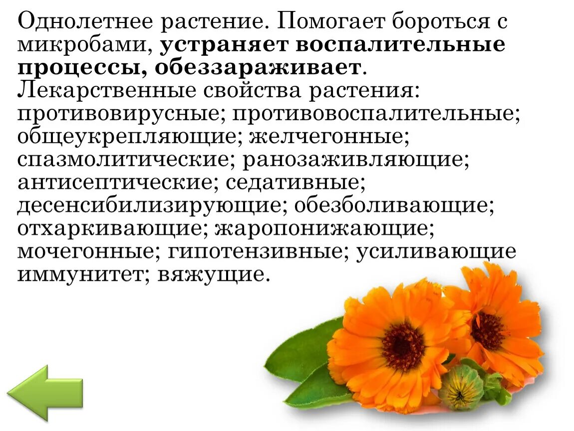 Цветки календулы для чего. Календула свойства. Календула от чего помогает человеку. Цветы ноготков от чего помогает. Календула повышает или понижает кислотность.