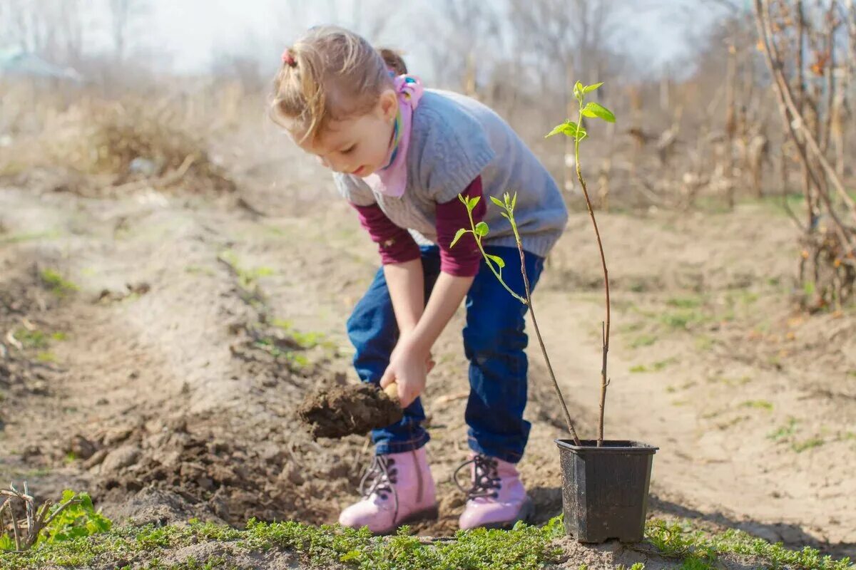 Ну посадите. Сажать деревья. Труд детей в природе. Высадка деревьев. Труд в саду.