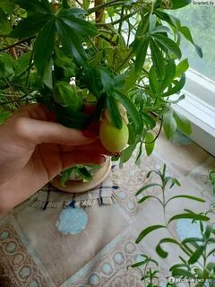 Условия выращивания маракуйи