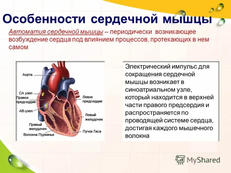 Ткани сердца. Поражение сердечной мышцы симптомы. Сердечную мышцу называют. Слои стенки сердца анатомия. Строение оболочек сердца.