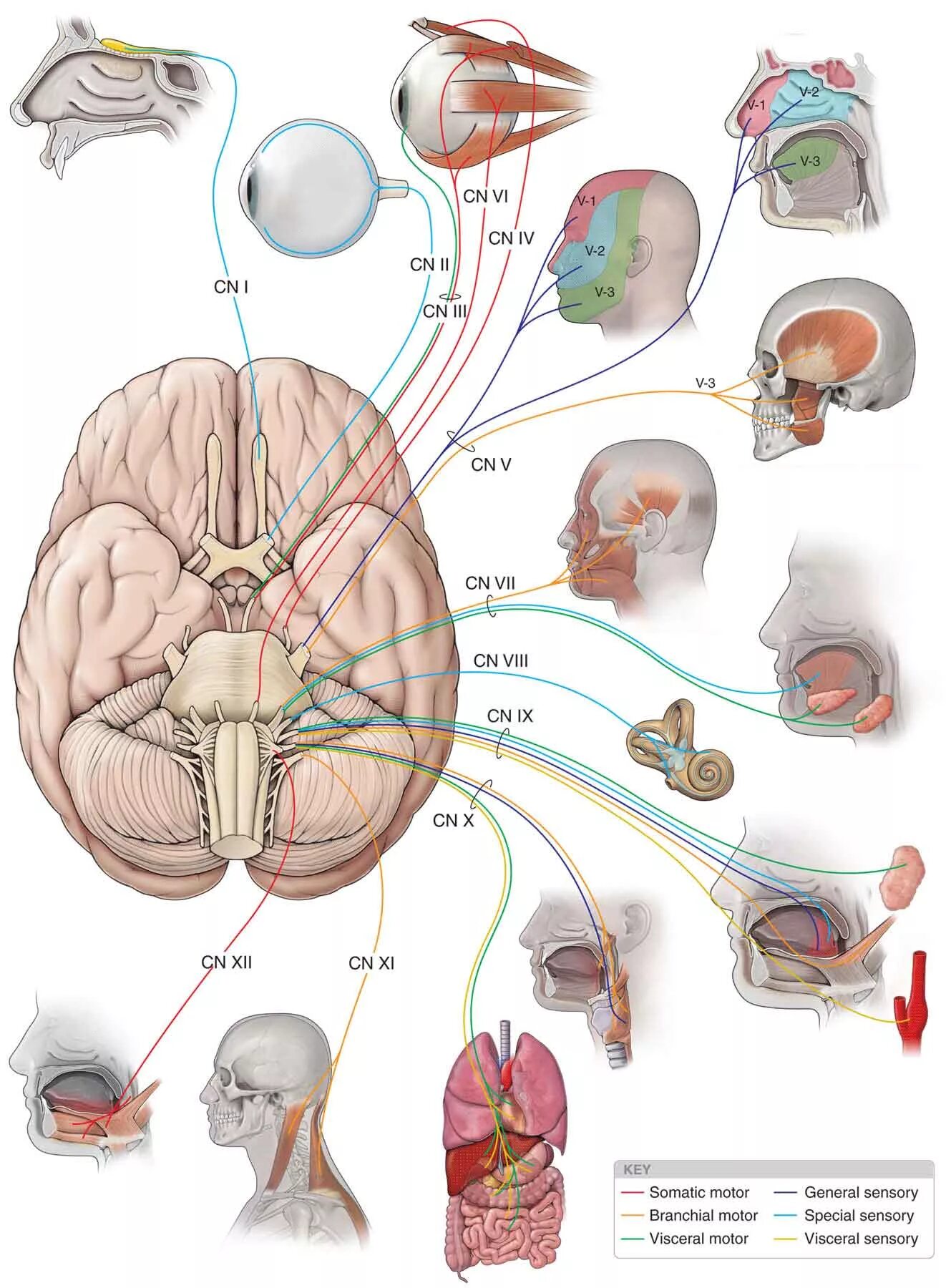 Иннервация черепных нервов. Черепные нервы анатомия человека. ЧМН нервы атлас. Черепно мозговые нервы анатомия. ЧМН анатомия.