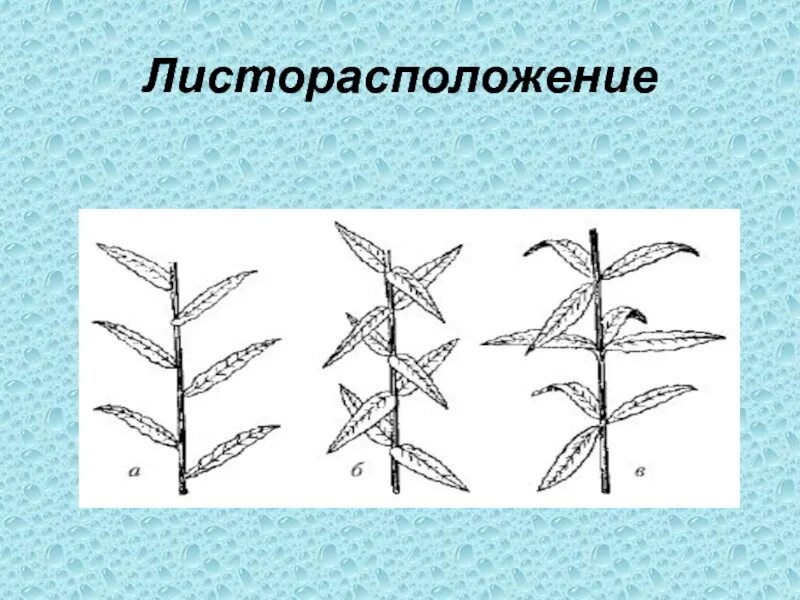 Растение с накрест супротивным расположением листьев Лещина обыкновенная жизненная форма тип соцветия листорасположение