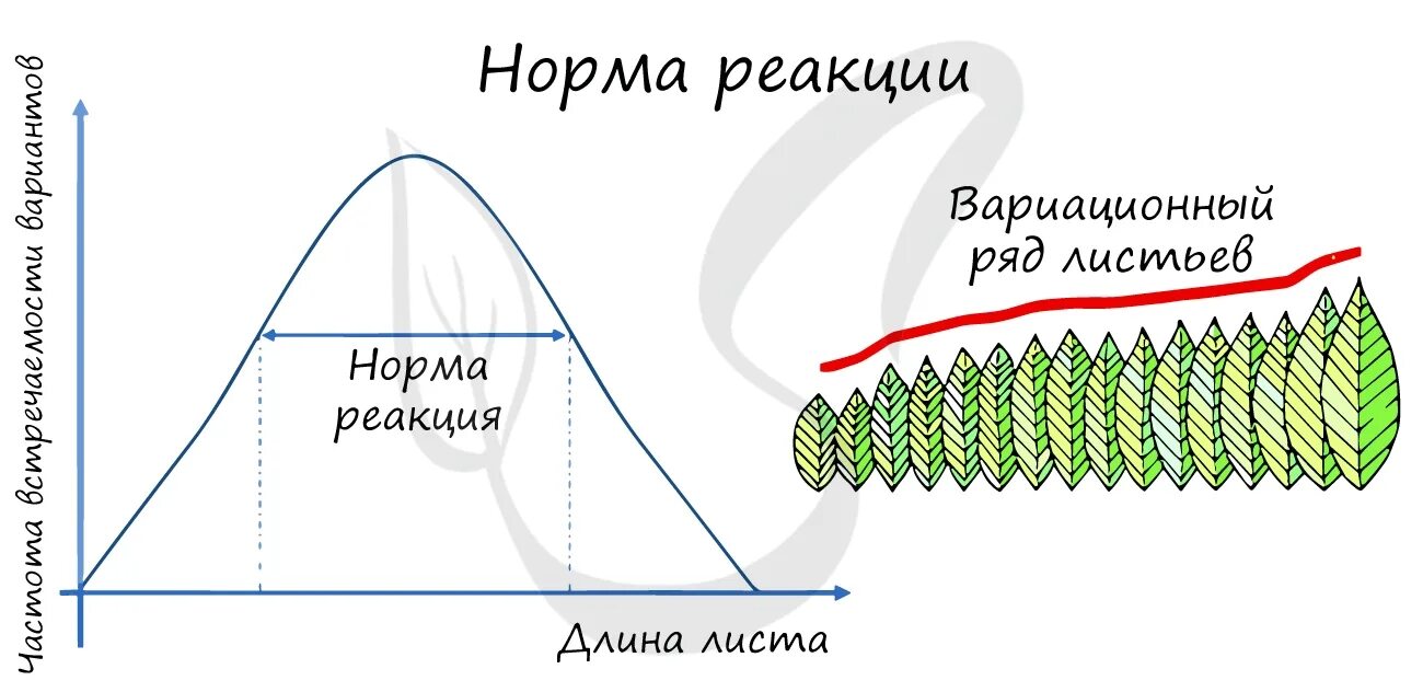 Норма реакции. Норма реакции это в биологии. Кривая норма реакции. Норма реакции графики.