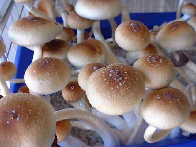 Golden teacher psilocybe cubensis грибы. Golden teacher aquakey. Голден тичер грибы. Golden teacher aquakey. Голден тэтчер грибы.