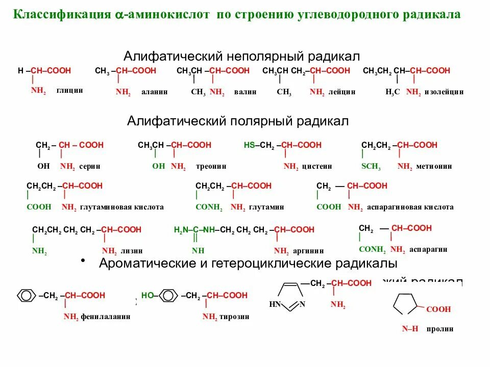 Аминокислоты строение и классификация. Классификация аминокислот алифатические ароматические. Структура Альфа аминокислоты. Классификация Альфа аминокислот по радикалу. Принципы химическая классификация аминокислот.