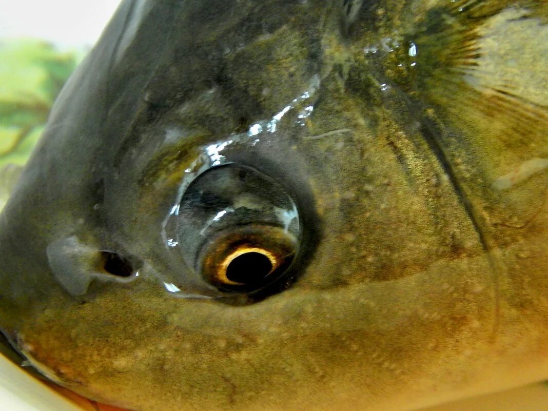 Какие ноздри у рыб. Глаз рыбы. Ноздри у рыб. Глаза карпа. Рыбьи глазки.