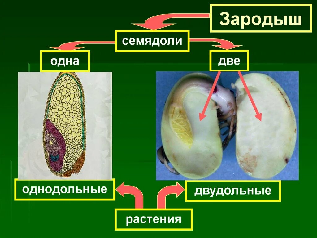 Главный корень зародыша развивается. Строение зародыша двудольных растений. Строение зародыша однодольных растений. Семя однодольного и двудольного растения. Семядоля у однодольных растений.