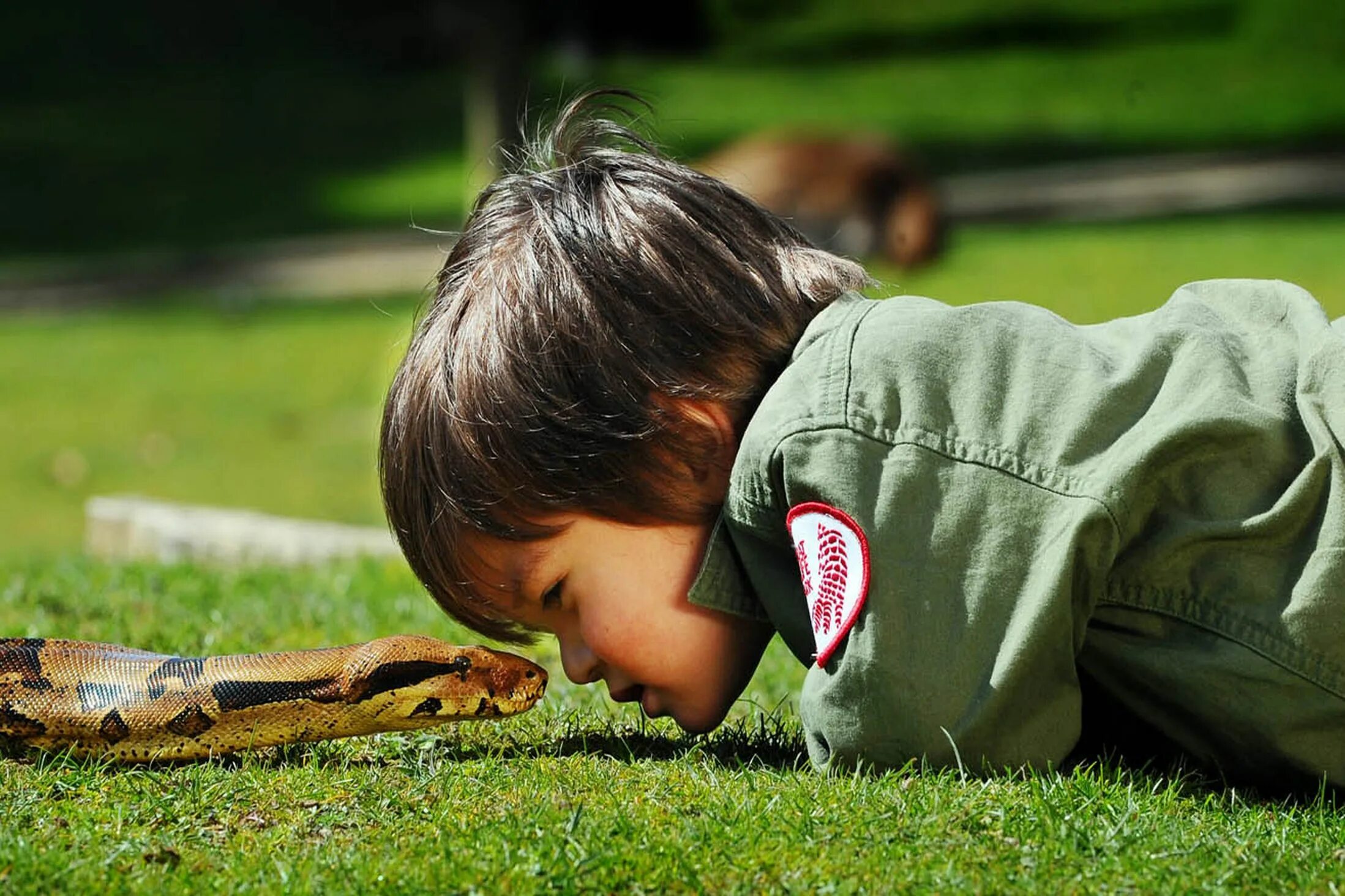 Шер хайвонот. Люди с дикими животными. Наводнение животные. Собака для детей. Смелость животных.