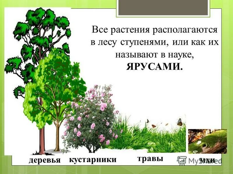 лесной деревья кустарники травы. подлесок смешанных лесов. широколиственный лес дубрава. красивый сад. лесной деревья кустарники травы.