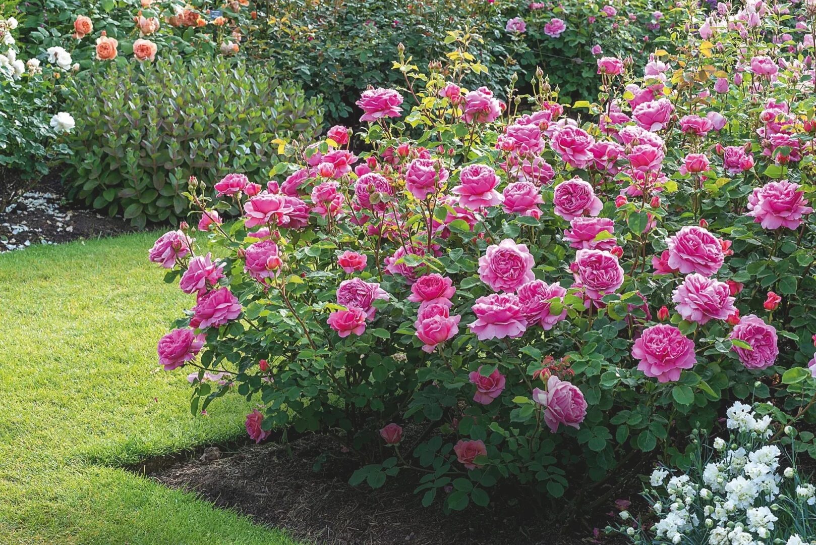 Лучшие розы для сада. Розы кустарниковые парковые.