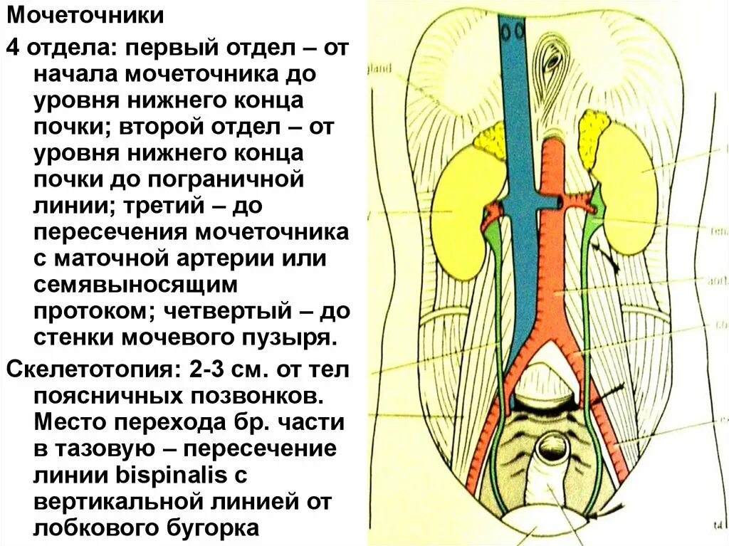 Синтопия мочеточника. Топография мочеточника скелетотопия. Топография мочеточников синтопия. Топография и строение мочеточников. Топография мочеточника анатомия.