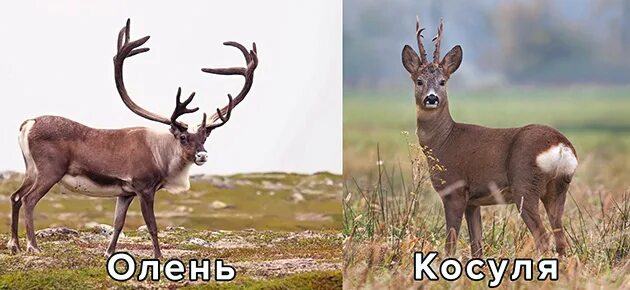 Татарстан бьет рекорды по численности косули в лесах республики - РБК