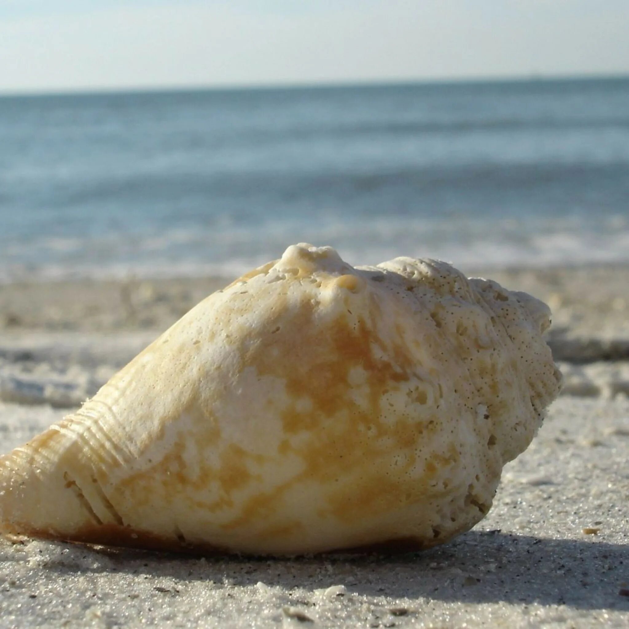 Водоросли ракушки. Морская раковина с жемчужиной. Аватарка Ракушка. Песок и вода. Морские мидии фото.