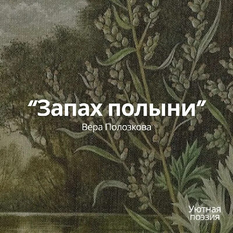 Терпкий аромат полыни. Полынь степная чернобыльник. Полынь горькая фото и описание. Полынь на закате. Терпкий аромат полыни.