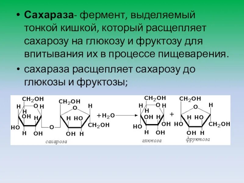 При гидролизе фруктозы образуется. Реакции катализируемые сахарозой. Сахароза фермент. Расщепление сахарозы. Ферментативный гидролиз сахарозы.