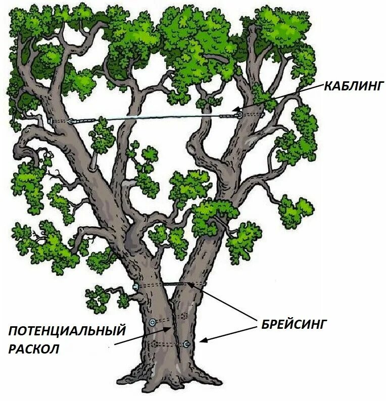 Вышивка дубовый лист. Брейсинг и каблинг деревьев. Карточки деревья. Строение дуба черешчатого. Схема для вышивания дерево.