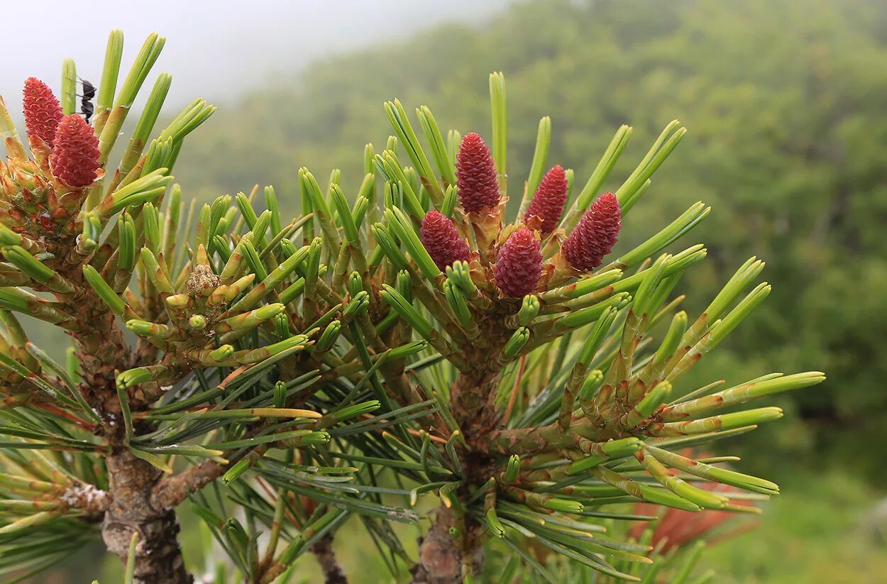 Сосна Кедровая корейская. Сосна Кедровая корейская шишка. Pinaceae koraiensis. Сосновые (семейство). Сосновые порядок хвойные