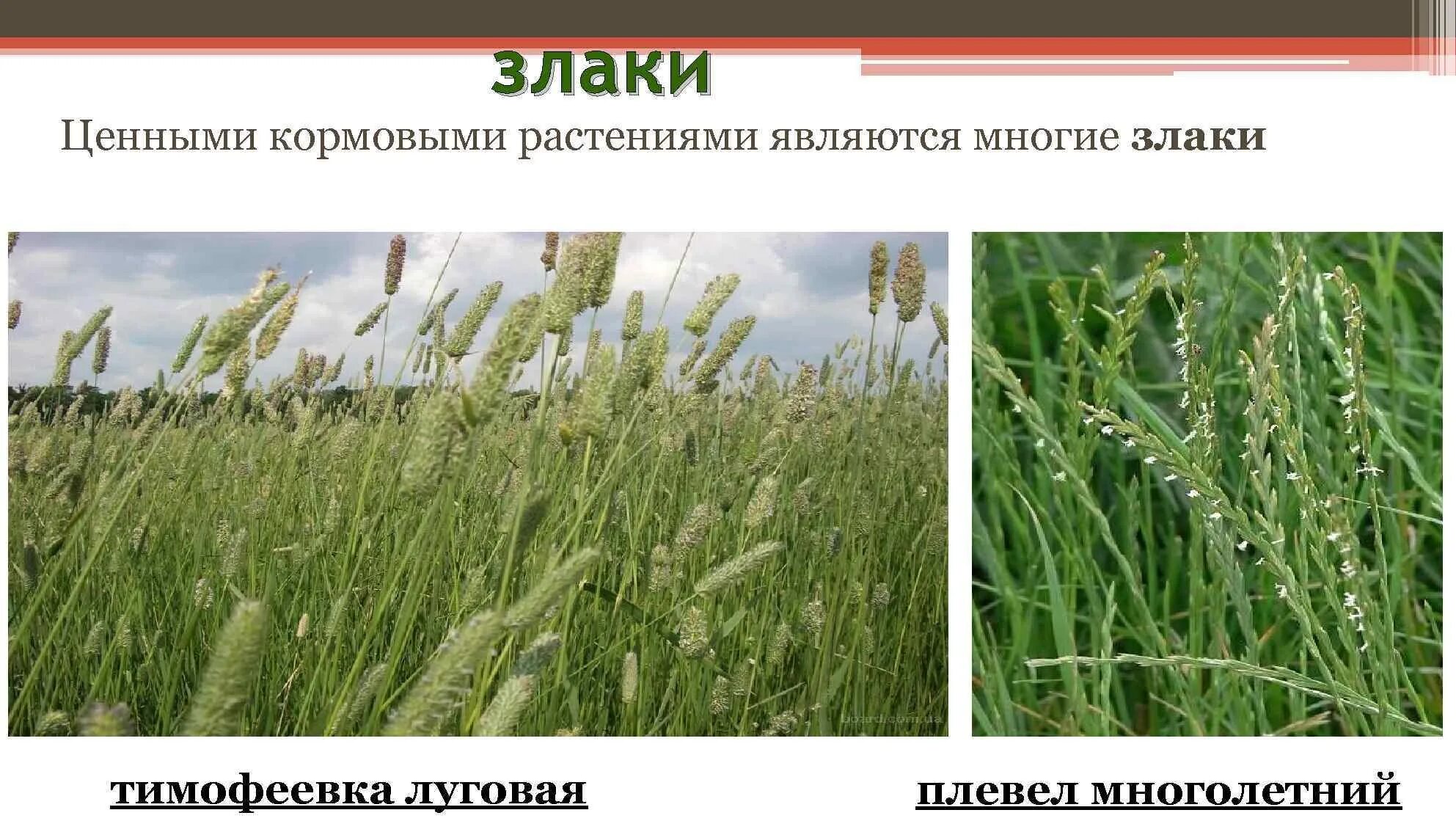 Кормовое растение 8 букв