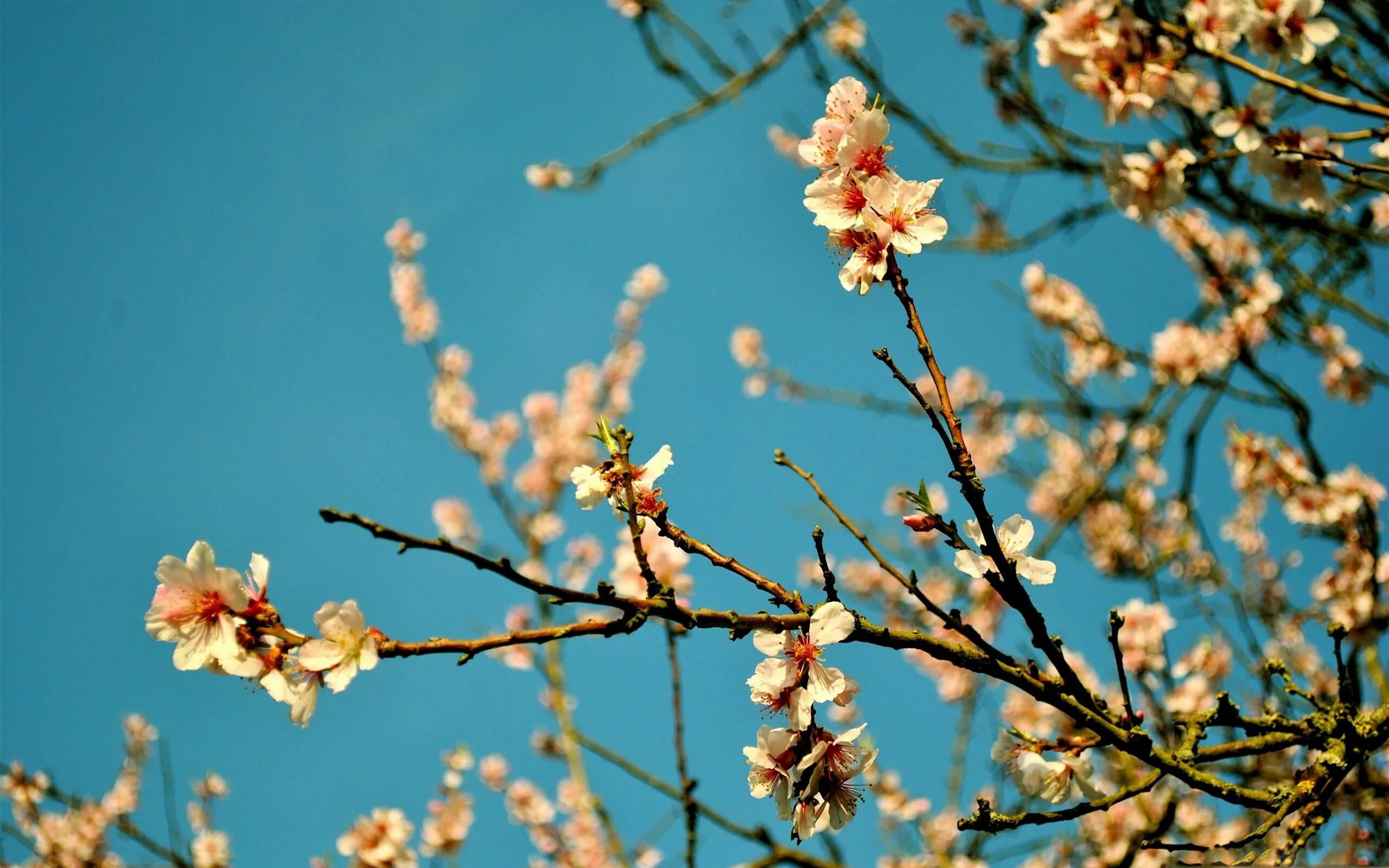 Was the best in spring. Спринг блоссом Эстетика. Весенняя природа. Цветущее дерево. Цветущие ветки.