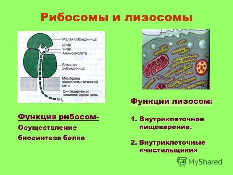 Отличие рибосом от лизосом