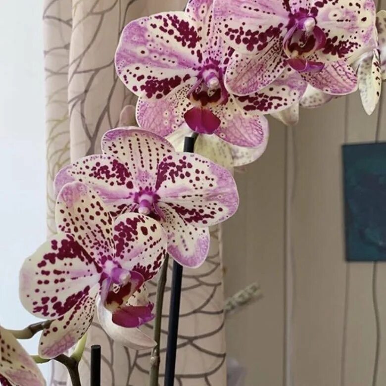 Anthura frontera фаленопсис. Фаленопсис вашингтон. Орхидея phalaenopsis frontera. Орхидея frontera. Фаленопсис пиниф.