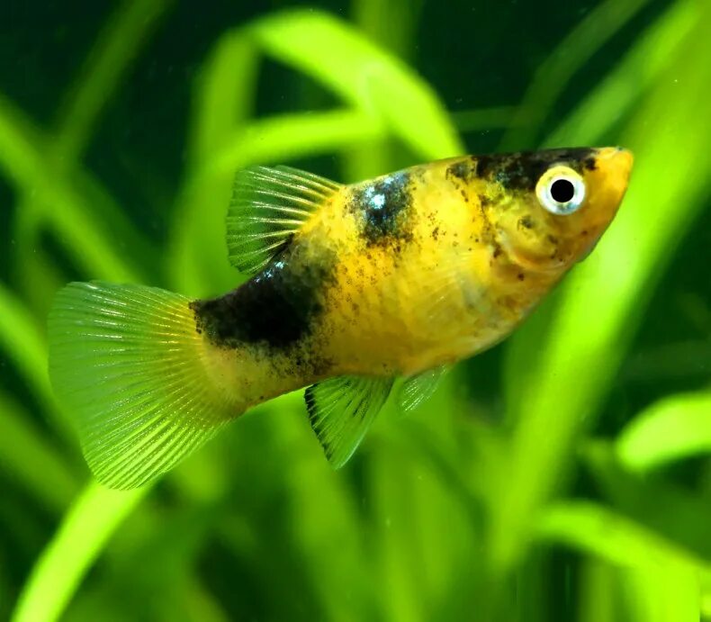 бычок пчелка рыбки. бычок пчелка рыбки. пецилия макулатус. цихлазома восьмиполосая. брахигобиус бычок пчелка.