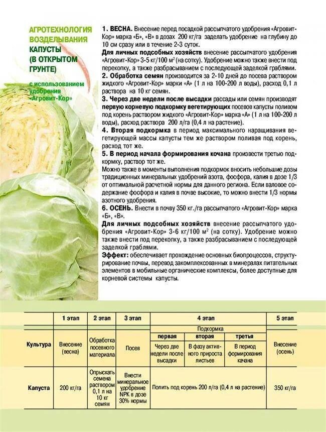 Чем подкормить рассаду капусты для роста. Удобрение капусты белокочанной в открытом грунте. Схема подкормок капусты белокочанной. Схема подкормки ранней капусты. Схема питания капусты белокочанной.