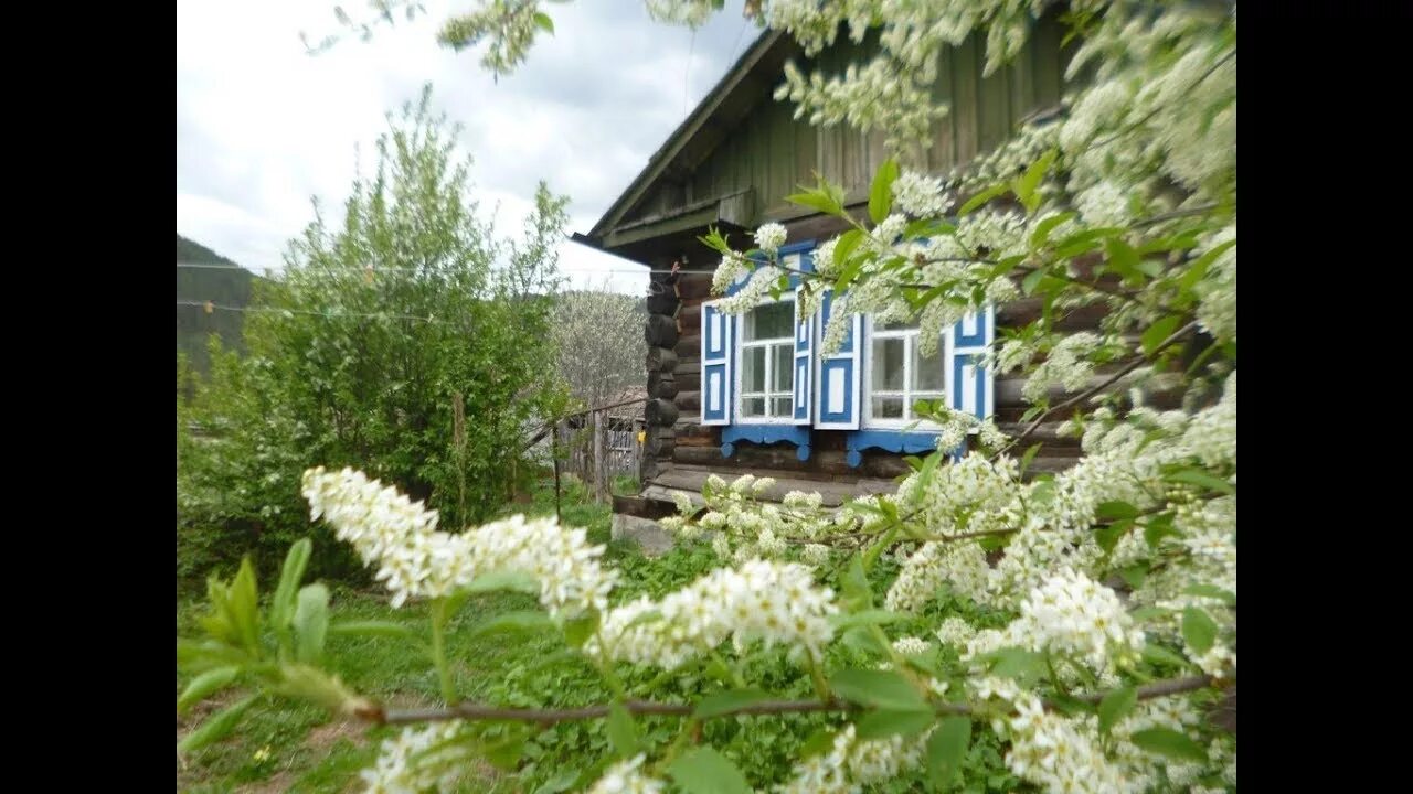 Под окном черемуха колышется твое имя. Черемуха в деревне. Домик в деревне с черёмухой. Черемуха в окне. Деревенский дом с черемухой под окном.