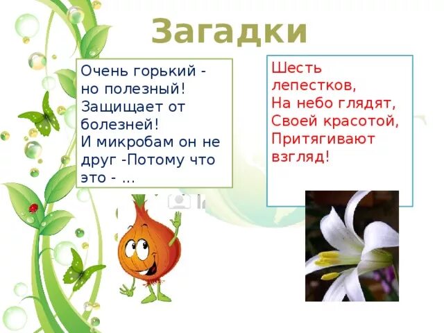 Загадки про семейство Лилейные. Загадки по биологии. Загадки на тему Лилейные растения. Загадки про Лилейные. 5 загадок по биологии