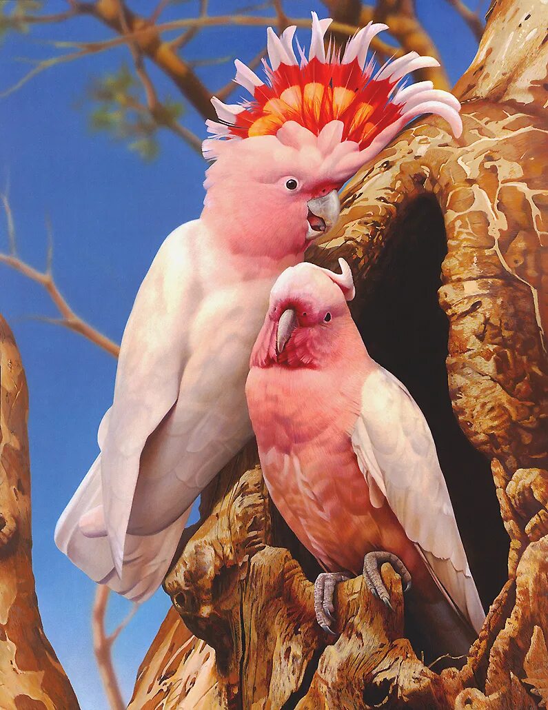 Какада. Попугай Какаду. Попугаи неразлучники Какаду. Попугай Какаду розовый. Австралийский попугай Какаду.