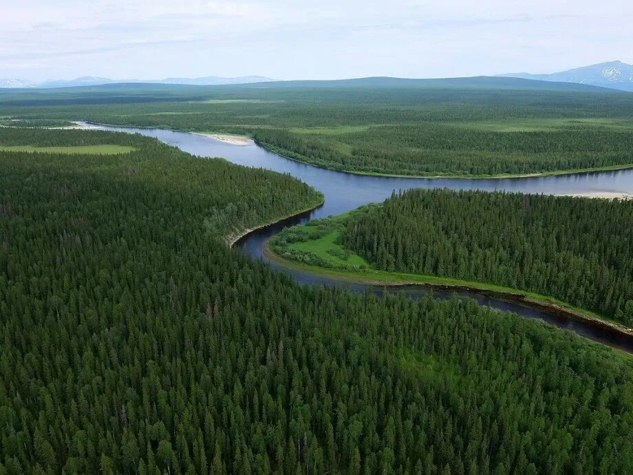 Тайга увидев. Тайка красноярского края. Кедрово-пихтовая тайга. Таежные просторы западной сибири. Тайга увидев.