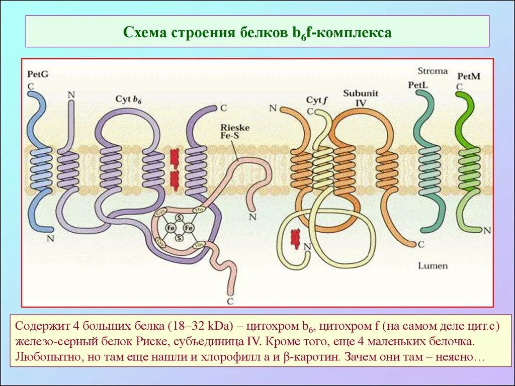 Особенности внутреннего строения белки. Строение белков схема. Внутреннее строение белки. Схема строения белка. Схема структуры животного белки.