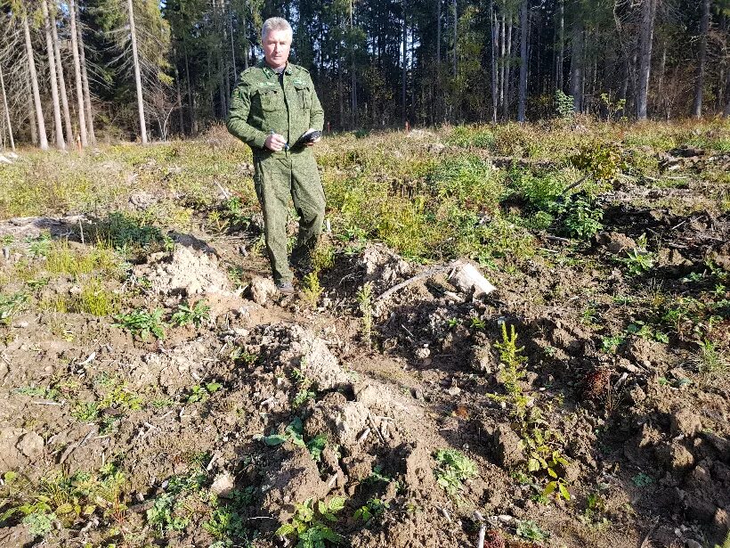 Техническая приемка лесных культур. Приемка лесных культур. Техническая приемка лесных культур. Посадка сеянцев гку мо мособллес. Смешение лесных культур.