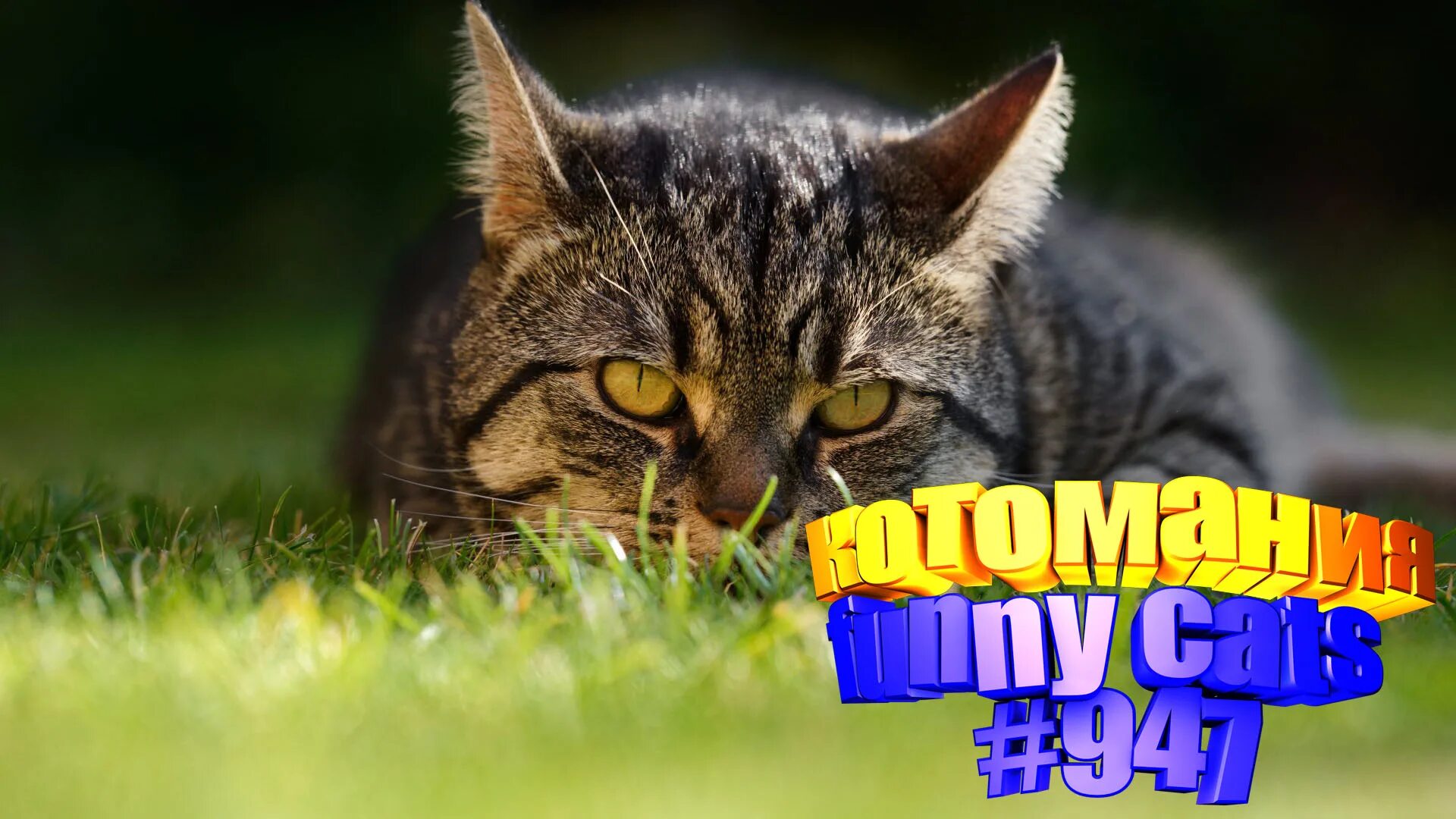 доброкот (z002). доброе утро смешные картинки. доброе утро кот. добрый кот видео. смешные фото кошек.