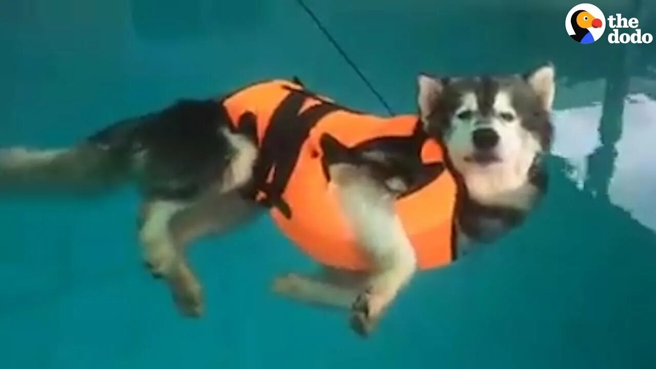 Учи рыбу плавать а собаку лаять. Хаски в бассейне. Хаски падающий в бассейн. Хаски плавает. Собака падает в бассейн.