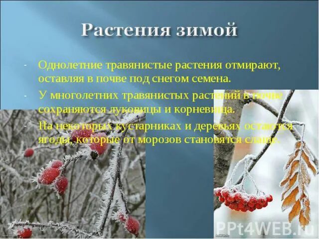 Растения зимой презентация. Изменения растений зимой. Изменения в жизни растений зимой. Приспособление растений к зиме. Зима изменения в жизни растений биология