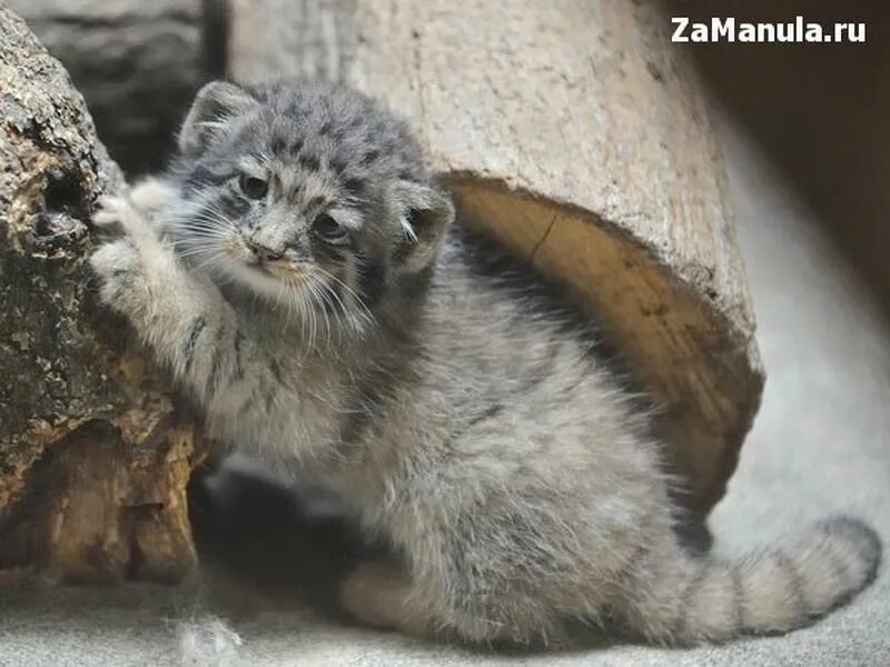 Кот Манул. Сибирский дикий кот Манул. Манул Забайкальский. Кот Манул фото. Густота шерсти сибирского манула