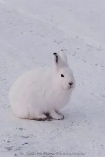 Заяц беляк где