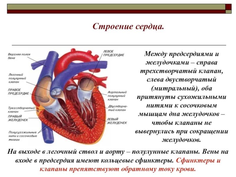 Чем отличается предсердие от желудочка. Функции предсердий желудочков и клапанов сердца. Сердце анатомия строение предсердия желудочки. Строение трикуспидального клапана сердца. Функции клапанов сердца биология 8 класс.