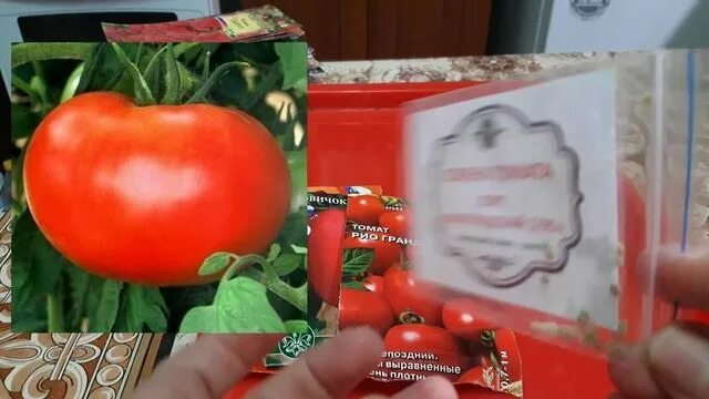 На рынке грунтовых томатов в стране z. Помидоры русский размер Одноклассники. Сорт томата 18 см в длину. Томаты русский феррофлфкай.