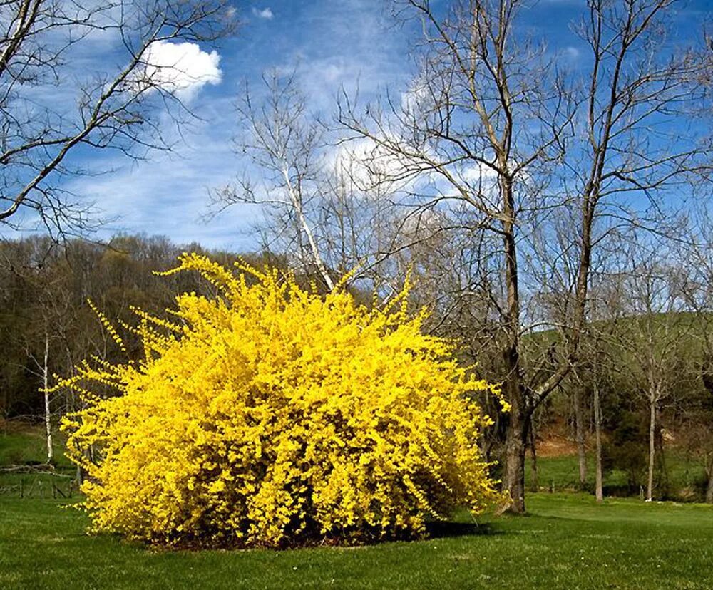 Желтые кусты весной как называются