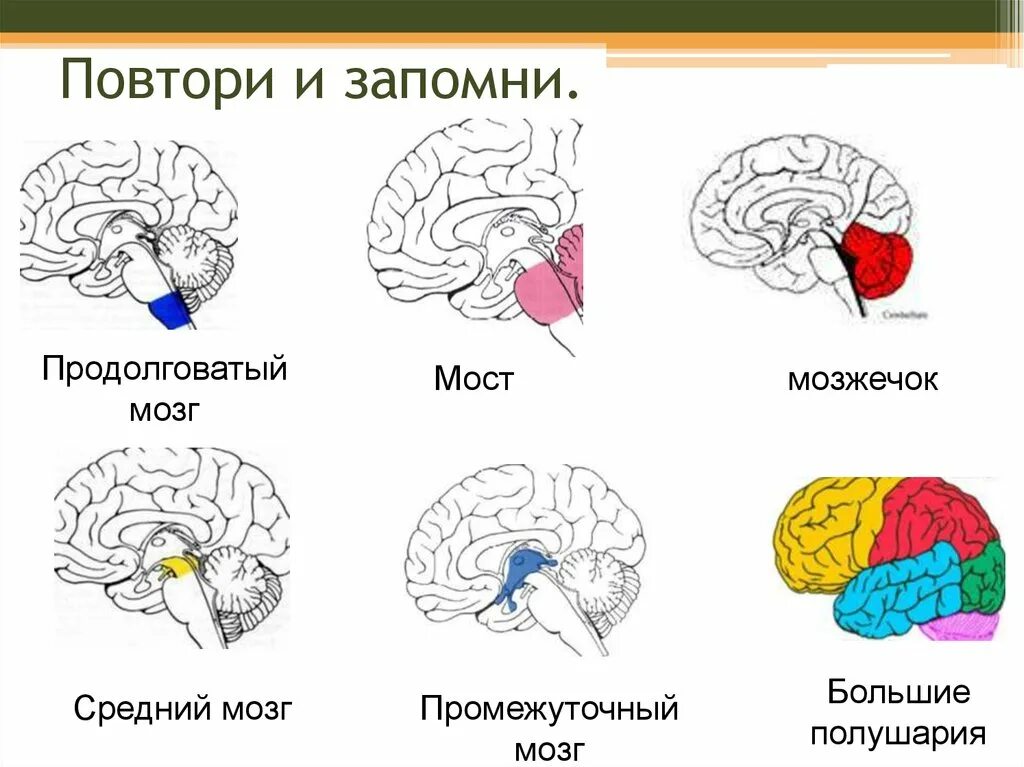 Какие части мозга еще не изучены. Промежуточный мозг. Продолговатый мозг,мост,средний мозг, мозжечок,промежуточный. Повторить промежуточный мозг.. Функции моста головного мозга.