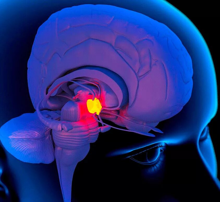 Шишковидная железа. Пинеальная железа головного мозга что это такое. Гипоталамус миндалевидное тело. Шишковидная железа Аджна. Шишковидная железа третий глаз.