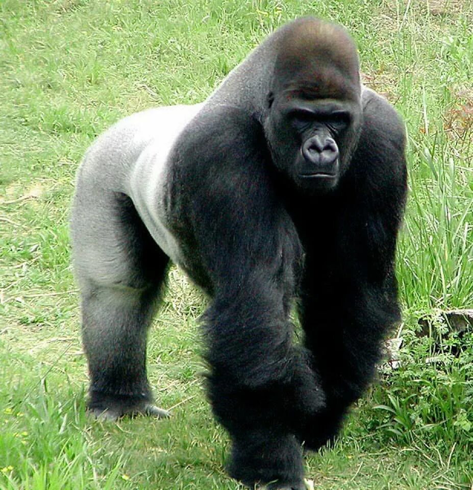 Сильвербэк горилла. Огромная горилла. Большая обезьяна. Горилла, самец. Какая сильный зверь