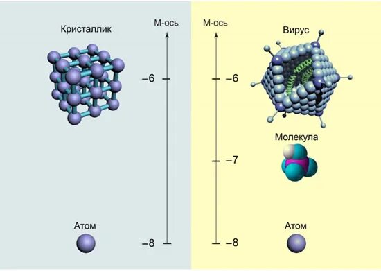 Размер атома вируса бактерии. Сравнение размеров атома и вируса. Атом и вирус Размеры. Сколько атомов в вирусе. Атом сравнение размеров